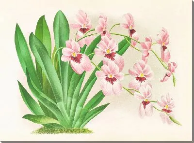 Картина Мильтония вексиллярия (1885-1906)