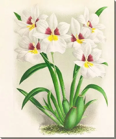 Картина Мильтония роцли (1885-1906)