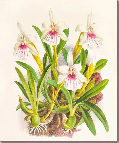 Картина Мильтония спектабилис (1885-1906)