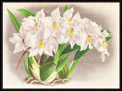 Картина Одонтоглоссум Александры (1885-1906)