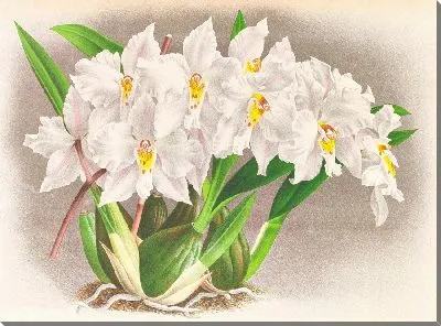 Картина Одонтоглоссум Александры (1885-1906)