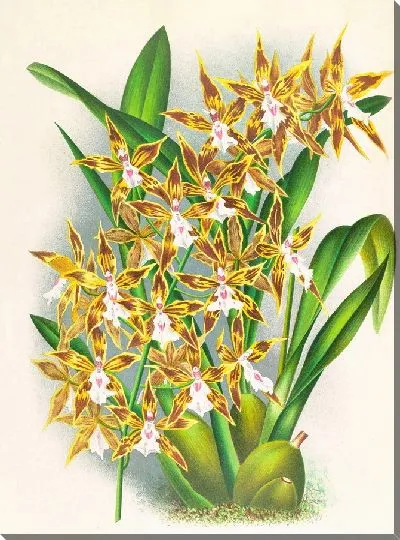 Картина Одонтоглоссум Боддартианум (1885-1906)