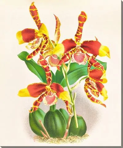 Картина Одонтоглоссум большой (1885-1906)