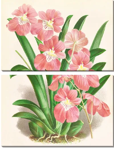 Картина Одонтоглоссум Вексиллариум (1885-1906)