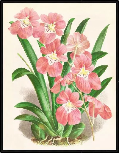 Картина Одонтоглоссум Вексиллариум (1885-1906)