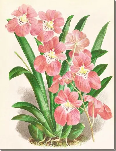 Картина Одонтоглоссум Вексиллариум (1885-1906)