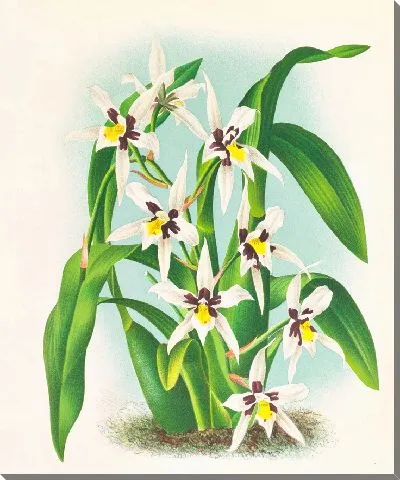 Картина Одонтоглоссум верхнечелюстной (1885-1906)