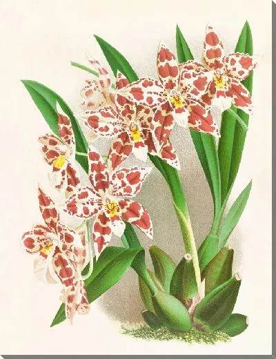 Картина Одонтоглоссум Вилькеанум албенс (1885-1906)