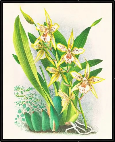 Картина Одонтоглоссум дувивиерианум (1885-1906)