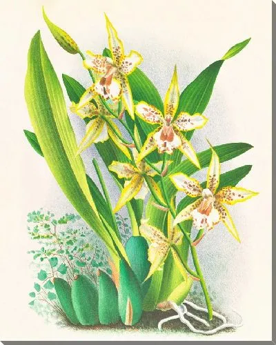 Картина Одонтоглоссум дувивиерианум (1885-1906)