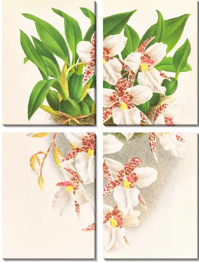 Картина Одонтоглоссум красноватый (1885-1906)