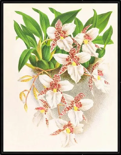 Картина Одонтоглоссум красноватый (1885-1906)