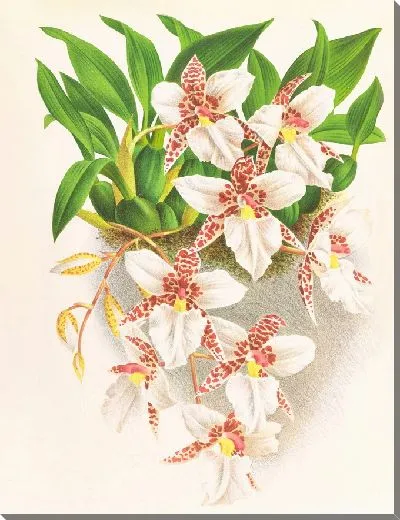 Картина Одонтоглоссум красноватый (1885-1906)