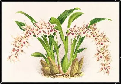 Одонтоглоссум люцианианум (1885-1906)