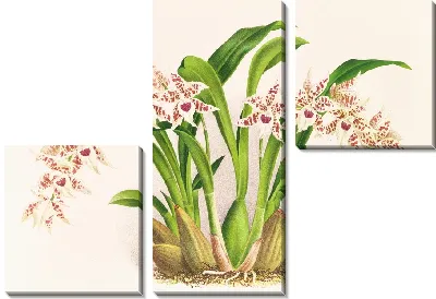 Одонтоглоссум люцианианум (1885-1906)