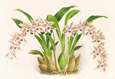 Одонтоглоссум люцианианум (1885-1906)