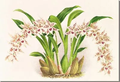 Картина Одонтоглоссум люцианианум (1885-1906)