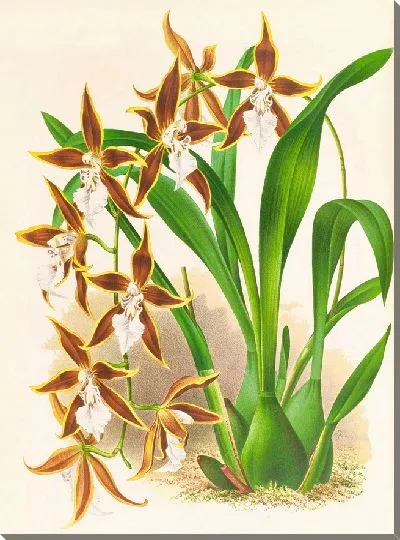 Картина Одонтоглоссум неваденс (1885-1906)