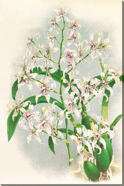 Картина Одонтоглоссум рамосиссимум (1885-1906)
