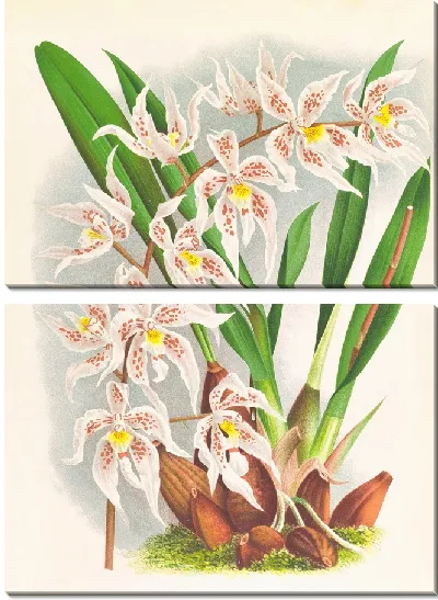 Картина Одонтоглоссум Рукера (1885-1906)