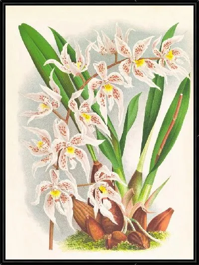 Картина Одонтоглоссум Рукера (1885-1906)