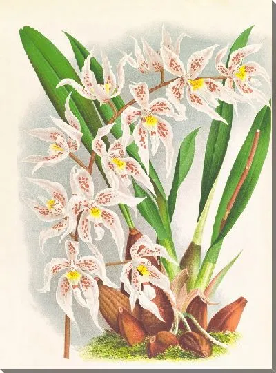 Картина Одонтоглоссум Рукера (1885-1906)