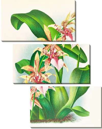 Картина Одонтоглоссум Хастилабиум (1885-1906)