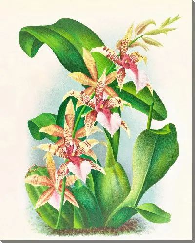 Картина Одонтоглоссум Хастилабиум (1885-1906)