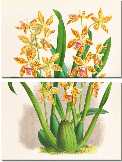 Картина Одонтоглоссум шиллерианум (1885-1906)
