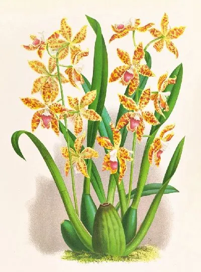 Картина Одонтоглоссум шиллерианум (1885-1906)