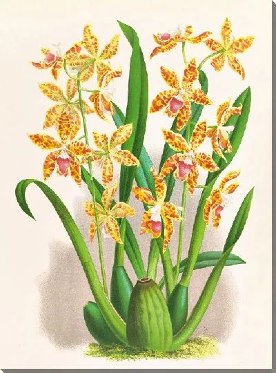 Картина Одонтоглоссум шиллерианум (1885-1906)