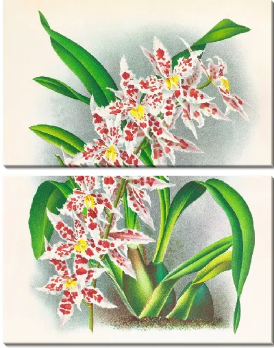 Картина Одонтоглоссум Шлезингерианский (1885-1906)