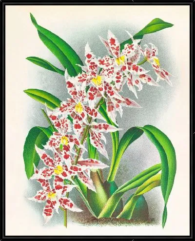 Картина Одонтоглоссум Шлезингерианский (1885-1906)