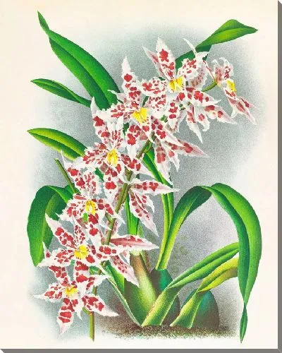 Картина Одонтоглоссум Шлезингерианский (1885-1906)