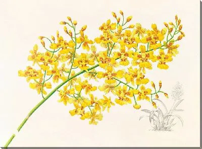 Картина Онцидиум ауросум (1885-1906)