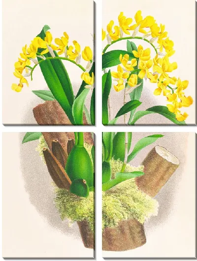 Картина Онцидиум Варшевича (1885-1906)