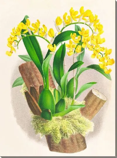 Картина Онцидиум Варшевича (1885-1906)