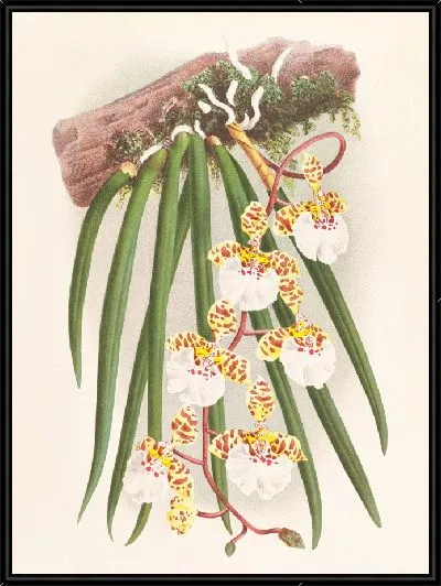 Картина Онцидиум джонсианский (1885-1906)