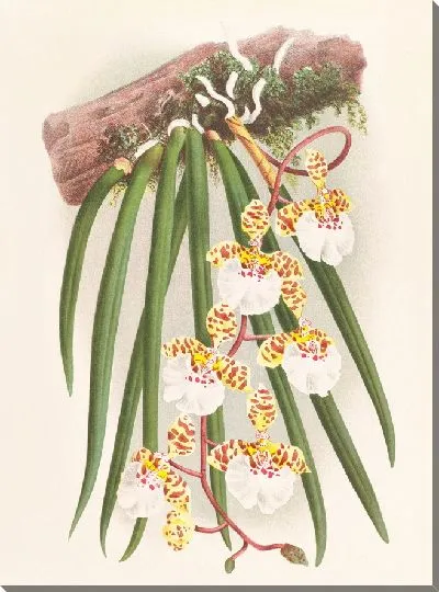 Картина Онцидиум джонсианский (1885-1906)