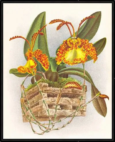 Картина Онцидиум крамерианум (1885-1906)