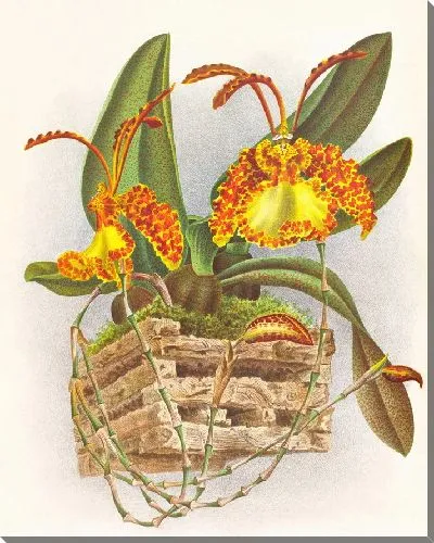 Картина Онцидиум крамерианум (1885-1906)