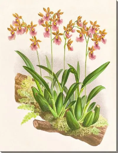 Картина Онцидиум кукуллатум (1885-1906)