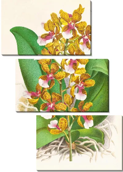 Картина Онцидиум Ланцеанский (1885-1906)