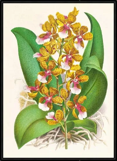 Картина Онцидиум Ланцеанский (1885-1906)
