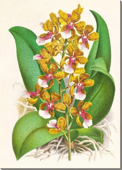 Картина Онцидиум Ланцеанский (1885-1906)