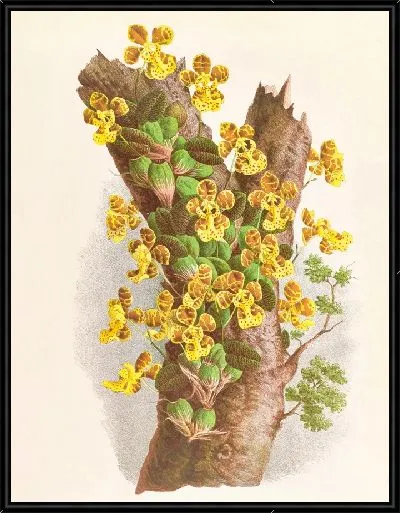 Картина Онцидиум Лимминга (1885-1906)