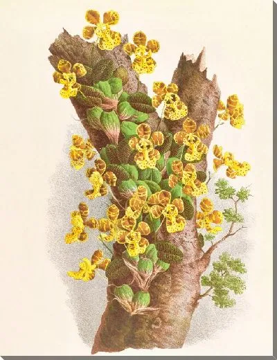 Картина Онцидиум Лимминга (1885-1906)