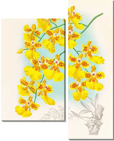 Картина Онцидиум маршаллианум (1885-1906)