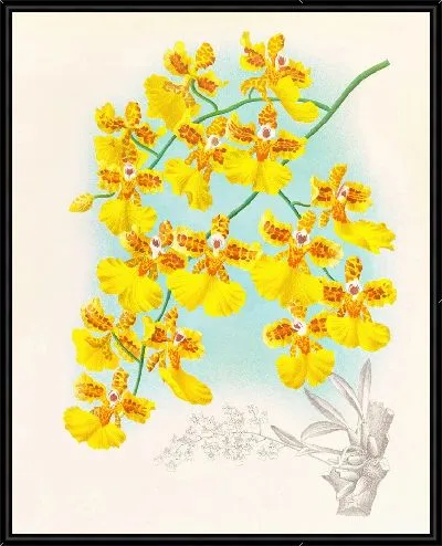 Картина Онцидиум маршаллианум (1885-1906)