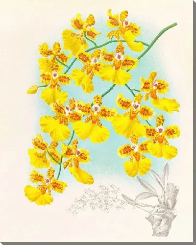 Картина Онцидиум маршаллианум (1885-1906)